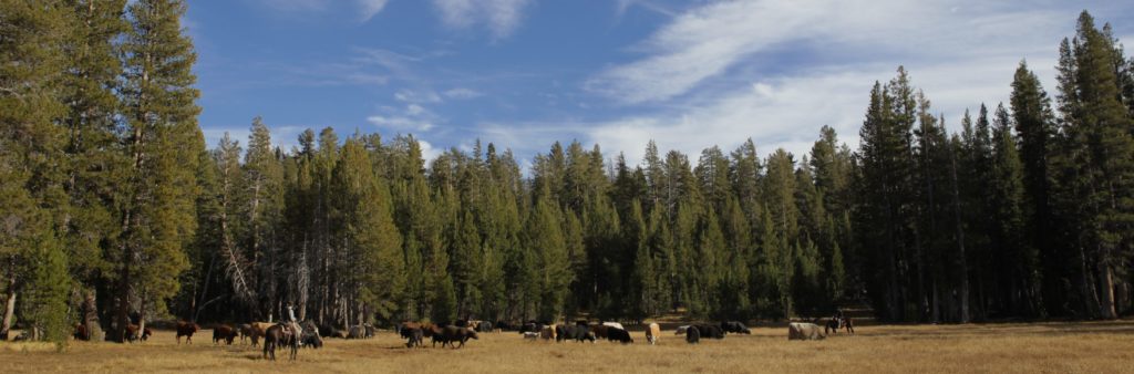 UC Rangelands Study, Diane Bohna Photography